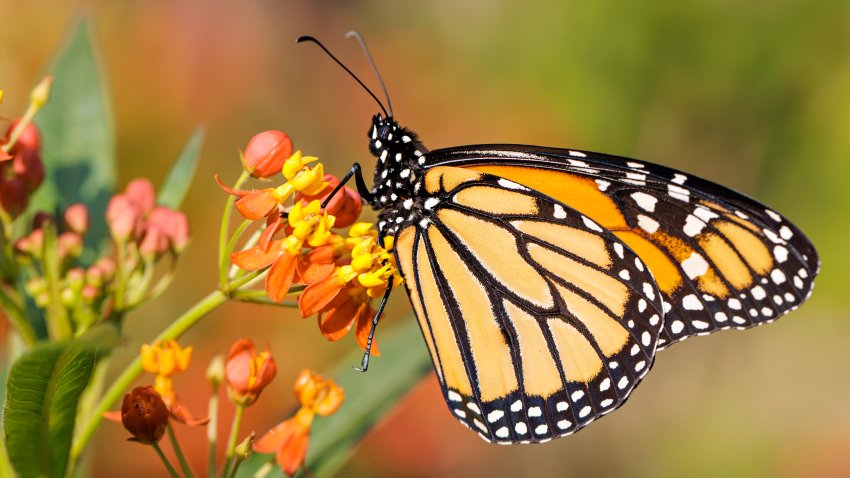 Monarch on tropical milkweed